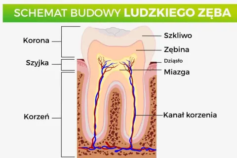 Schemat budowy ludzkiego zęba: korona, szyjka, korzeń, szkliwo, zębina, dziąsło, miazga, kanał korzenia. Poznaj nazwy zębów.