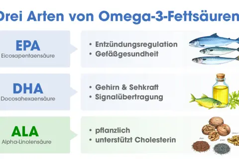 Drei Arten von Omega-3-Fettsäuren: EPA (Thunfisch, Makrele) für Entzündungen, DHA für Gehirn & Sehkraft, und ALA (pflanzlich) für Cholesterin.