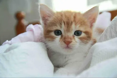 Un gatito naranja y blanco, con grandes ojos azules, se asoma entre mantas. ¿Cuanto duerme un gato de 3 meses? ¡Mucho!