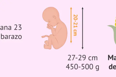 Bebé en semana 23 de embarazo, mide 20-21 cm y pesa 450-500g, como una mazorca de maíz.