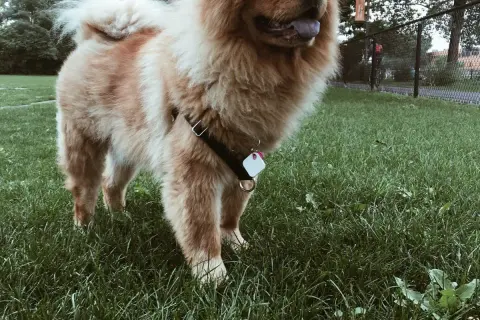 Puszysty chow chow z czarną uprzężą i zawieszką na obroży stoi na zielonej trawie.