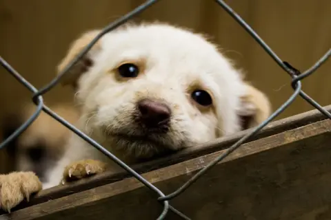 Słodki szczeniak czeka na adopcję psa ze schroniska. Jego oczy błagają o dom.