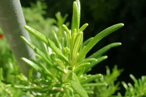 En närbild på en grön rosmarinplanta, perfekt för att odla egna örter.