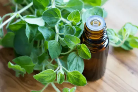 Gałązka świeżego oregano obok buteleczki z olejkiem eterycznym oregano.