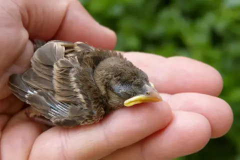 Ein kleines Vogelküken ruht in einer Hand. Möglicherweise ein Symbol für das Helfersyndrom, dessen Ursachen oft in der Kindheit liegen, wo man lernt, sich um Schwächere zu kümmern.