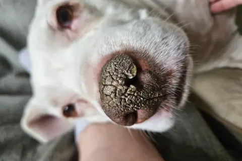 Primer plano del hocico de un perro blanco con hiperqueratosis en las almohadillas, mostrando una textura rugosa y agrietada.