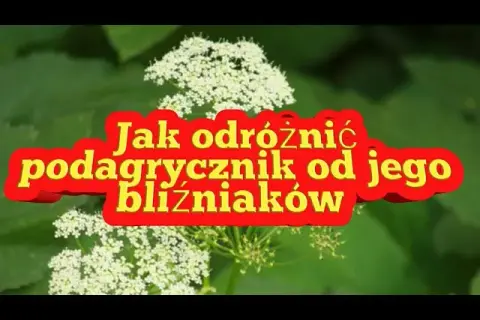Jak odróżnić podagrycznik? Kluczowe różnice i zdjęcia