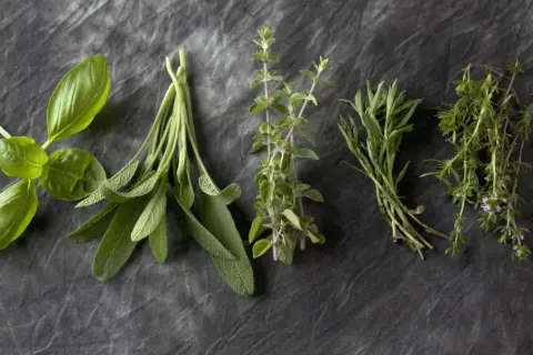 Frische Kräuter: Basilikum, Salbei, Majoran, Thymian und Oregano. Der Unterschied zwischen Thymian, Majoran und Oregano ist in ihren Blättern und Stängeln sichtbar.