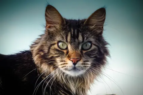Maine Coon czy uczula? Prawda o alergiach i kotach tej rasy