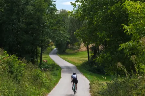Rowerzysta przemierza malownicze trasy rowerowe świętokrzyskie, mijając po drodze pasące się krowy.
