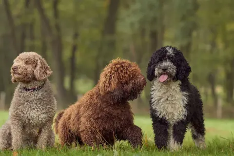 Tres perros de agua con un corte de pelo rizado y esponjoso posan en un prado verde.