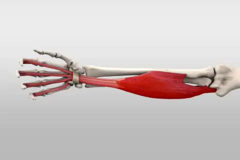 Der **flexor digitorum superficialis**-Muskel, rot dargestellt, verläuft vom Unterarm zu den Fingern und ermöglicht deren Beugung.