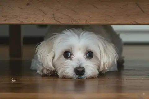 Ein kleiner, weißer, schreckhafter Hund kauert unter einem Holztisch. Seine großen, dunklen Augen blicken ängstlich hervor.