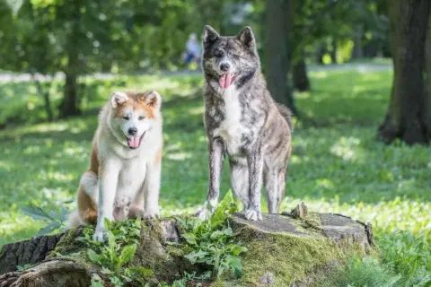 Akita Inu ile żyje? Odkryj tajemnice długowieczności tej rasy