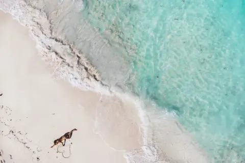 Pies na plaży rysuje serce, idealne miejsce na wycieczkę na Bahamy.