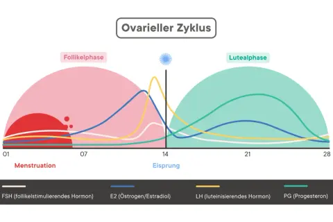Der ovarielle Zyklus zeigt, wie lange dauert der Eisprung. Hormonkurven illustrieren die Follikel- und Lutealphase.