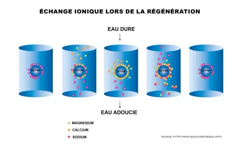 Illustration de l'échange ionique dans un adoucisseur. La résine capture le calcium et le magnésium de l'eau dure, puis est régénérée avec du sodium. La durée de vie de la résine adoucisseur dépend de ce cycle.