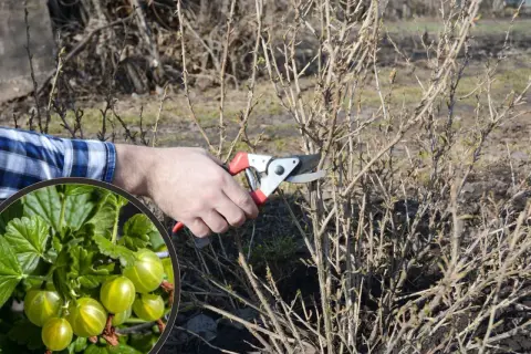 Przycinanie agrestu na pniu. W okręgu zielone agresty, obok ręka z sekatorami przy krzewie.