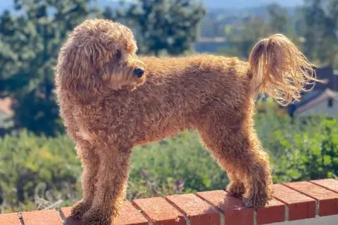 Uroczy, rudy cavapoo na ceglanym murku. Zastanawiasz się nad cavapoo cena?