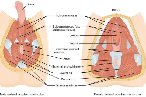 Vue inférieure des muscles du périnée masculin et féminin. L'image montre l'anatomie, y compris la possibilité d'une déchireure périnée.