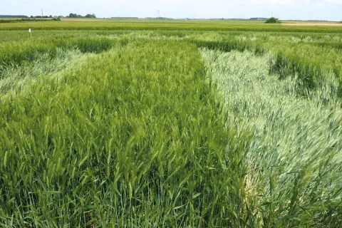 Champ d'orge d'hiver verdoyant, avec des variations de couleur et de densité dues aux conditions de croissance.