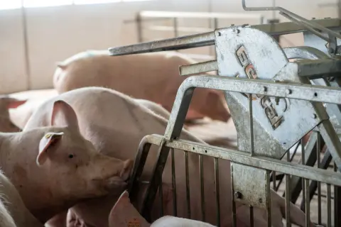Plusieurs cochons roses dans un enclos, certains en gestation, près d'un distributeur d'aliments métallique.