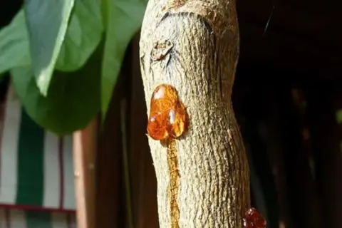 Gocce ambrate di resina, simili a gommosi del limone, colano dal tronco di un albero.