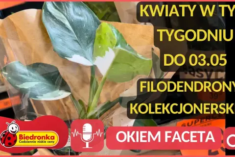 Kiedy dostawa kwiatów w Biedronce? Sprawdź, aby nie przegapić!