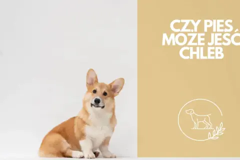 Czy pies może jeść pieczywo? Bezpieczne opcje i ukryte zagrożenia