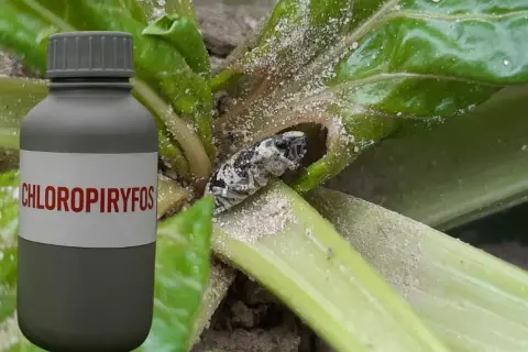 Butelka z napisem "CHLOROPIRYFOS" obok rośliny z owadem.