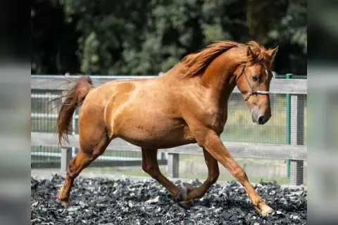 Rudy mustang horse w galopie na piaszczystym wybiegu, z grzywą rozwianą na wietrze.