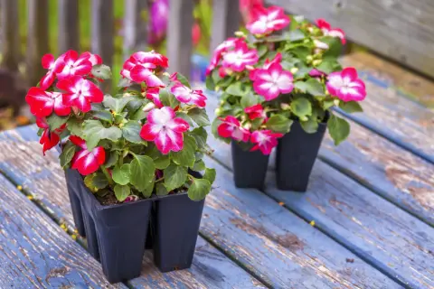 Deux pots de fleurs impatiens vivaces aux pétales bicolores rouge et blanc, posés sur un banc en bois bleu patiné.