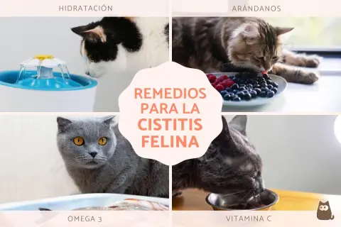Gatos bebiendo de una fuente, comiendo arándanos, omega 3 y vitamina C. Remedios para la cistitis felina.