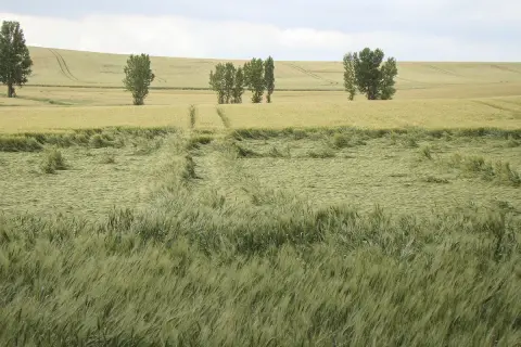 Champ de blé verdoyant, traversé par un chemin. La tige de verse, signe d'un vent fort, a couché une partie des épis.