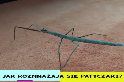 Patyczaki jak się rozmnażają: sekrety ich rozmnażania i partenogenezy