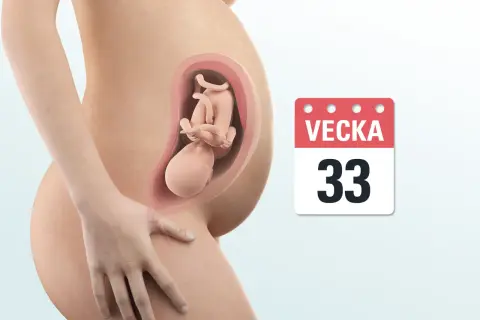 Gravid mage med foster i vecka 33. En kalender visar tydligt att det är vecka 33.