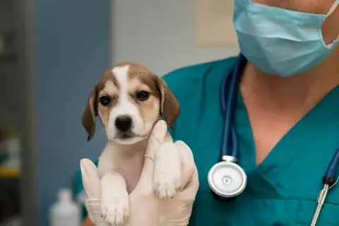 Veterinario Cruz de Piedra: Atención 24 horas para tu mascota