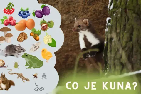 Kuna je wszystkożerna! Zobacz, co jedzą kuny: owoce, jajka, myszy, żaby, owady, a nawet pisklęta.