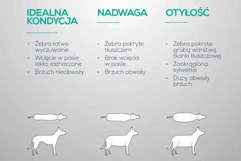 Jak odchudzić psa? Porównanie idealnej kondycji, nadwagi i otyłości u psów. Widoczne różnice w budowie ciała i sylwetce.