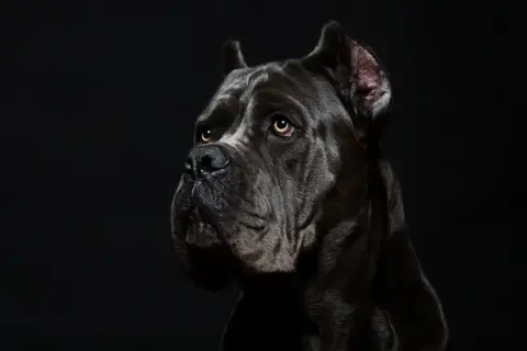Porträt eines dunklen Cane Corso mit ernstem Blick. Informationen über Cane Corso Krankheiten sind wichtig für die Gesundheit des Hundes.