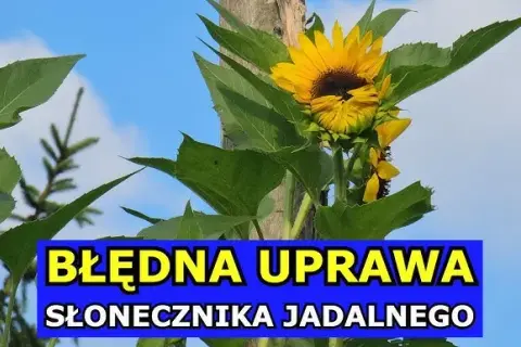 Kiedy siać słonecznik jadalny, aby uniknąć niepowodzeń w uprawie?