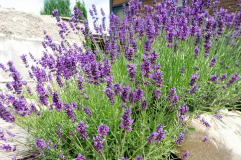 Ein üppiger Busch mit violetten Lavendel-Pflanzen, die vor einer rustikalen Steinmauer und Holzterrasse wachsen.