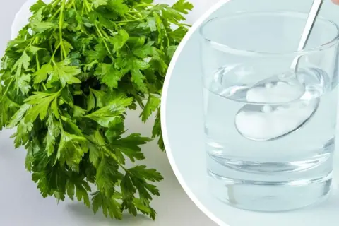 Pietruszka zielona, świeża i aromatyczna, obok szklanki wody z łyżeczką.
