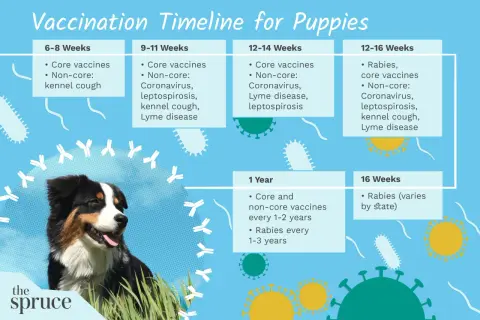 Puppy vaccine schedule chart showing core and non-core vaccinations by age, from 6 weeks to 1 year, with a happy dog.