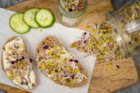 Zwei Brotscheiben mit Frischkäse und bunten Sprossen, die an das Ziehen von Bockshornklee sprossen erinnern. Daneben Gurkenscheiben und ein Glas mit Sprossen.