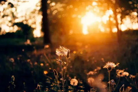 Golden hour sunlight bathes dandelions in a field, showcasing what is ambient light in photography: soft, diffused natural light creating a warm, dreamy atmosphere.