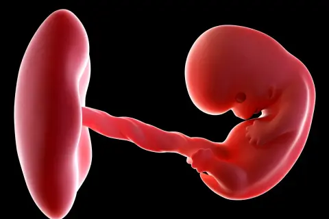 3D USG obraz płodu w 8 tygodniu ciąży. Widać zarodek z widocznymi zalążkami kończyn i pępowiną połączoną z pęcherzykiem żółtkowym.
