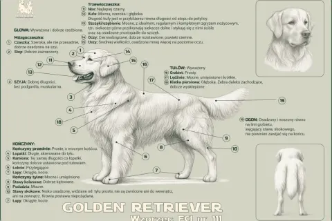 Golden retriever, pies o złocistym umaszczeniu, z zaznaczonymi częściami ciała.