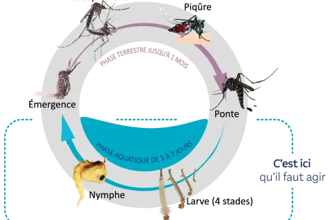 Le cycle de vie des moustiques : ponte, phase aquatique (nymphe), phase terrestre jusqu'à l'émergence. C'est ici qu'il faut agir.