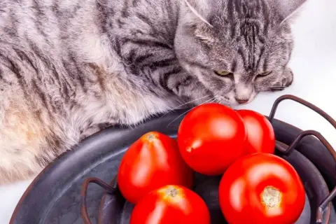 ¿A los gatos les gusta el tomate? Lo que debes saber sobre su seguridad